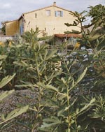 Lesvignes d'En Teste vue du jardin